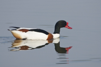 Shelduck