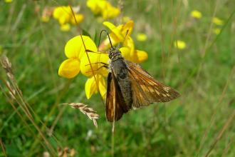 Broadhead Clough - Skipper butterfly