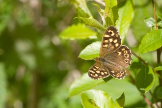 Speckled Wood