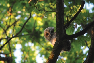 Tawny Owl