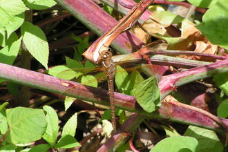 Brown Hawker