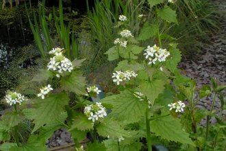 Garlic Mustard