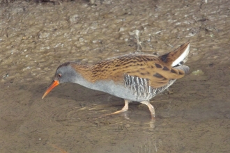 Water Rail