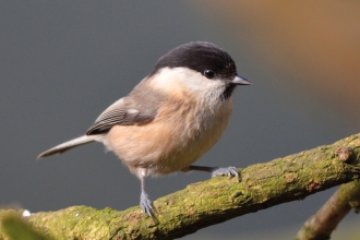 Willow tit - Adam Jones