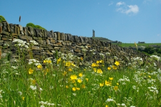 May Meadows
