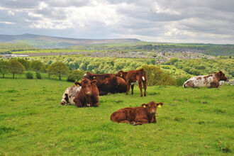 Stirley Cattle Credit Rebecca Armitage
