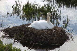 Swan nesting on River Wiske Credit Claire Burton
