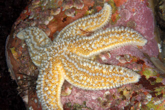 Common Starfish