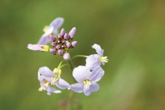 Cuckooflower credit Tom Marshall
