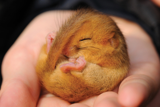 Dormouse