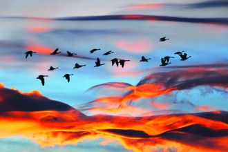 Flock of geese - Suzanna Bird