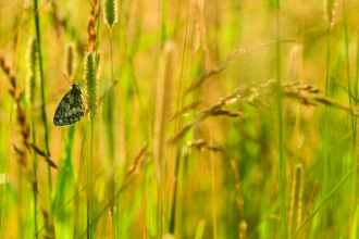 Marbled White - Elliott Neep