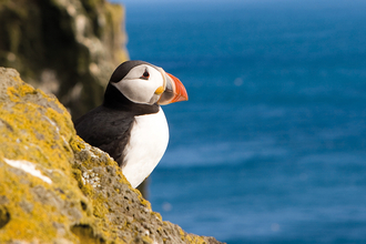 Puffin