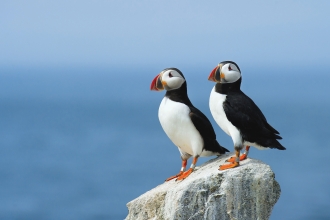 Puffins