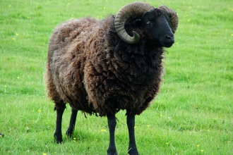 Hebridean sheep