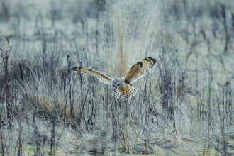 Short-eared owl. Credit - Amy Lewis.