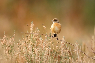 Stonechat credit Jon Hawkins