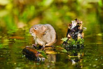 Water Vole - Elliott Neep