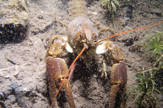 White-clawed crayfish credit Andy Kirkland