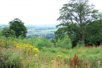 Upper Park Wood Credit Nabil Abbas