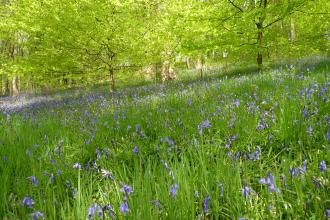 Low Wood Nature Reserve Credit Rob Stoneman