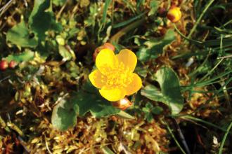 Marsh marigold Credit Laura Popely