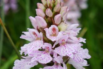 Marsh Orchid at Upper Dunsforth Carrs Credit Tim Bailey