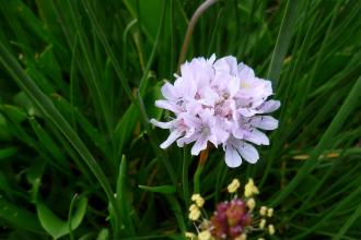 Welwick Saltmarshe Sea Thrift Credit Kirsty Brown