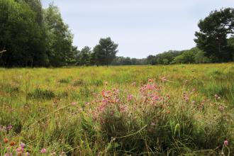 Strensall Common Nature Reserve Credit Caroline Comins