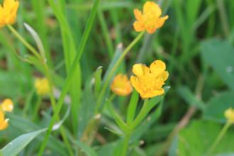 Goldilocks buttercup at Hopyard Haymeadow Credit Jim Horsfall