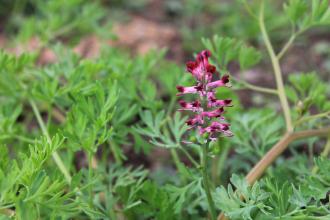 Fumitory at Carr Lodge Credit Jim Horsfall