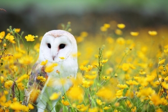 Barn Owl