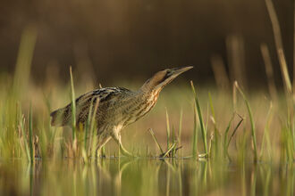 Bittern credit Jamie Hall