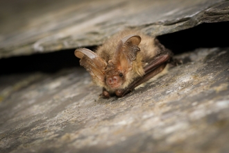 Brown long-eared bat credit Tom Marshall