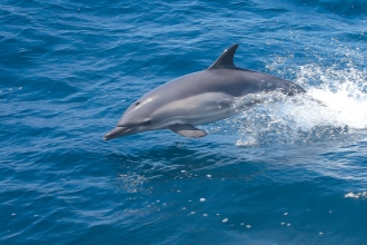 Common Dolphin