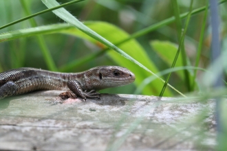Common lizard credit Philip Precey