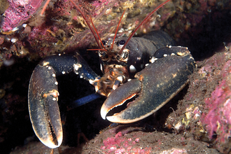 Common Lobster