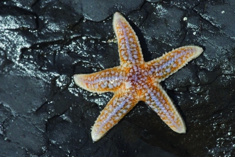 Common Starfish