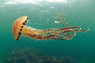 Compass Jellyfish