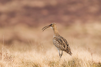 Curlew