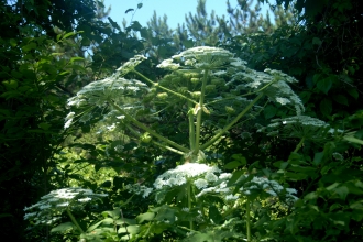 Giant hogweed