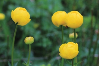 Globeflower credit Jim Horsfall