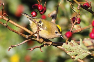 Goldcrest credit Sussexbirder