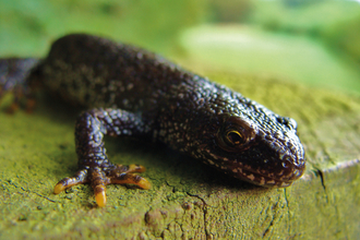 Great crested newt credit Kevin Caster