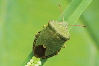 Green sheild bug credit Bob Crick