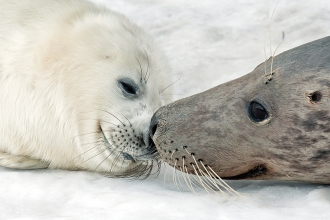 Grey Seals