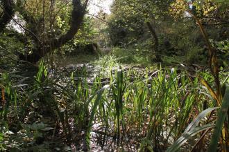 Keldmarsh Nature Reserve Credit Martin Batt