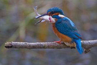 Kingfisher - Credit Kevin Agar www.kevinagar.co_.uk_.jpg