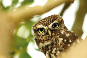Little owl credit Steve Hines