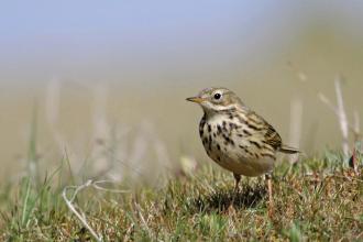 Meadow Pipit Credit Margaret Holland